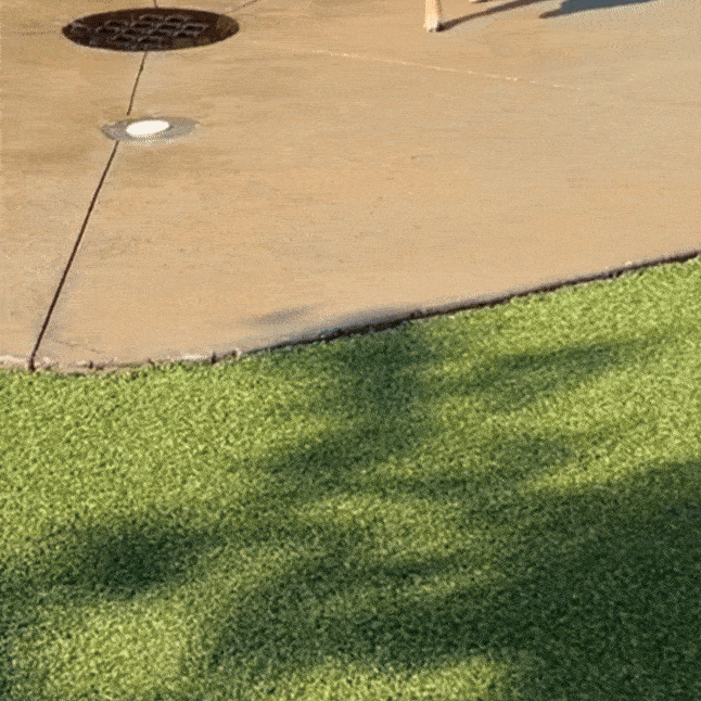 Dog after 90 days on supplement