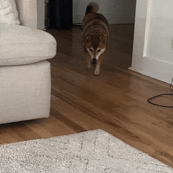 Dog before using supplement