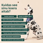 Toidulisand seedimisele ja soolestikule - Probiootikumid