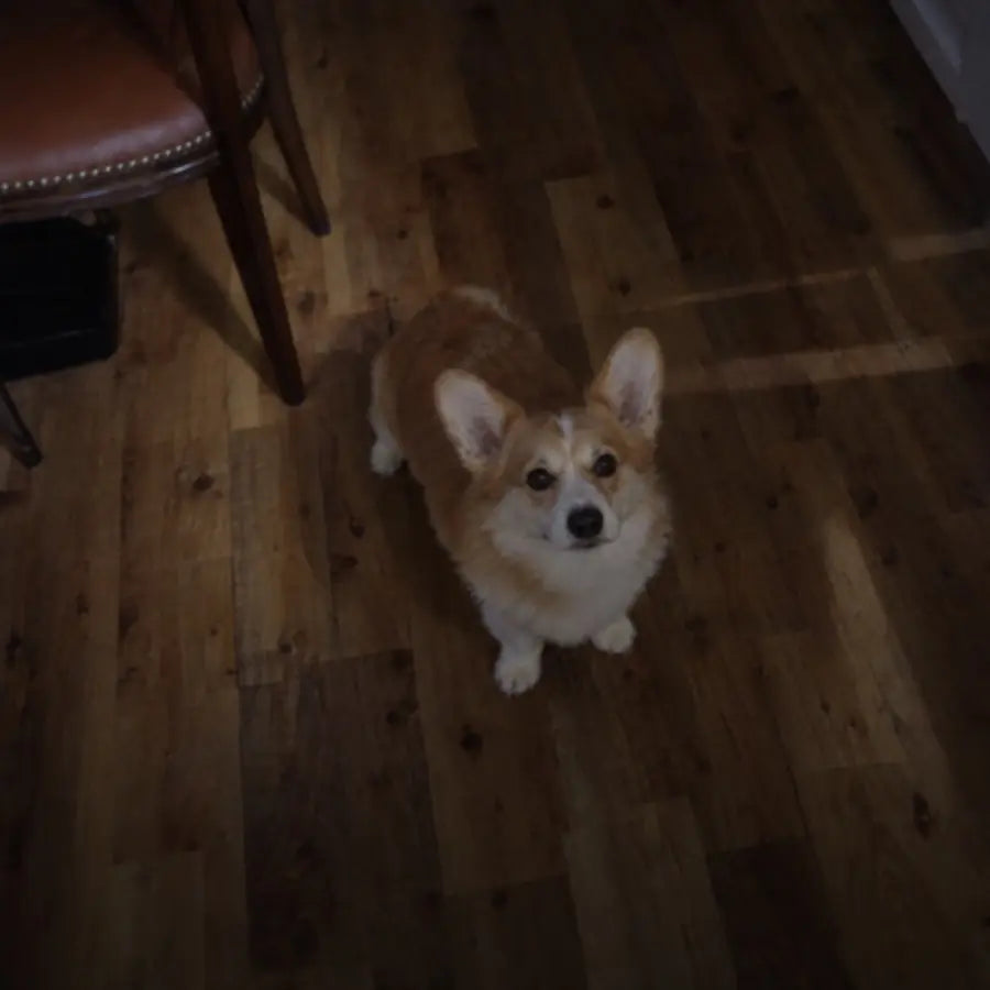 Corgi istub puitpõrandal ja vaatab üles.