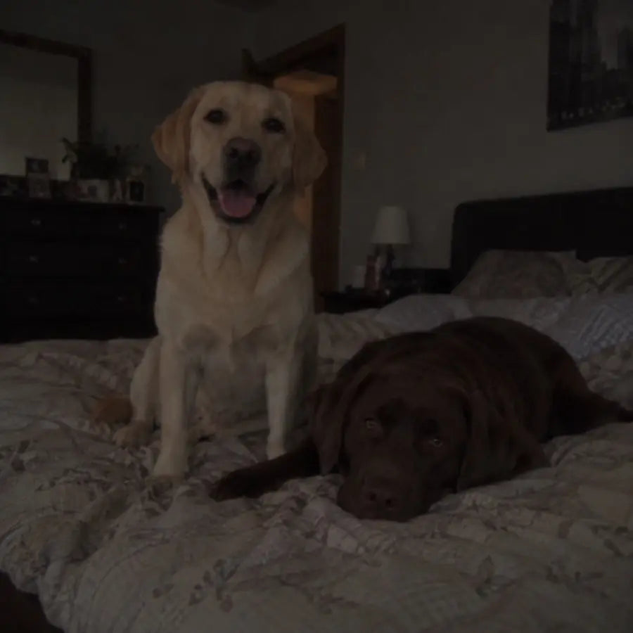Kaks labradori voodil.